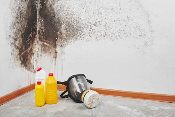 Best Commercial Mold Remediation in Tenaha, TX