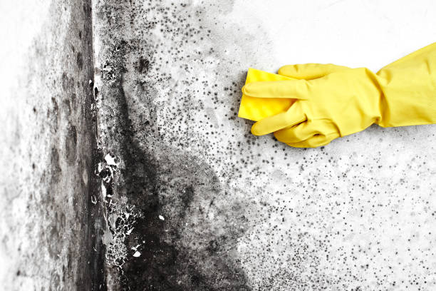 Best Attic Mold Remediation in Tenaha, TX