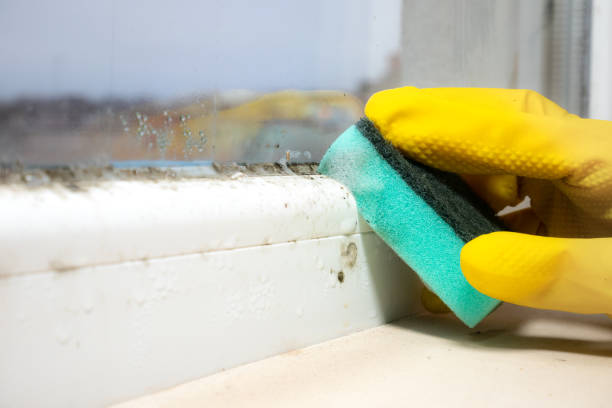 Best Residential Mold Remediation in Tenaha, TX