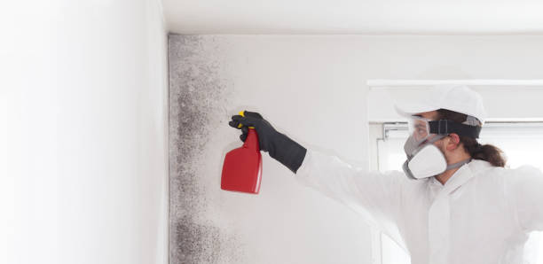 Best Black Mold Remediation in Tenaha, TX