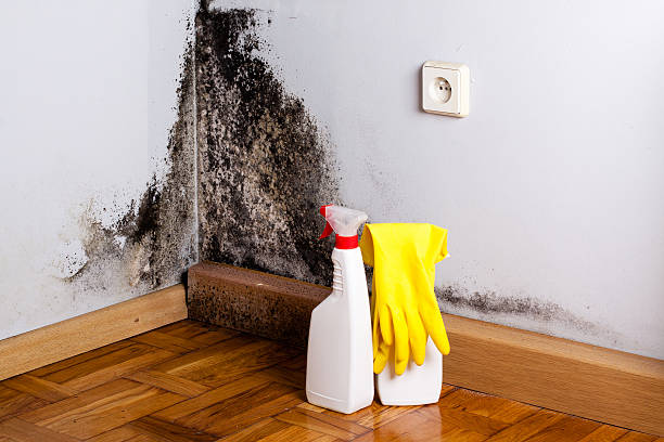 Best Bathroom Mold Remediation in Tenaha, TX