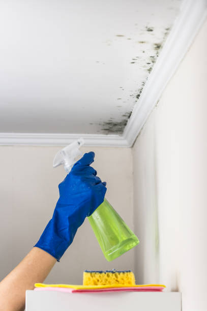 Professional Mold Remediation in Tenaha, TX